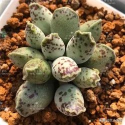 多肉品种水泡,粉色萌宠多肉