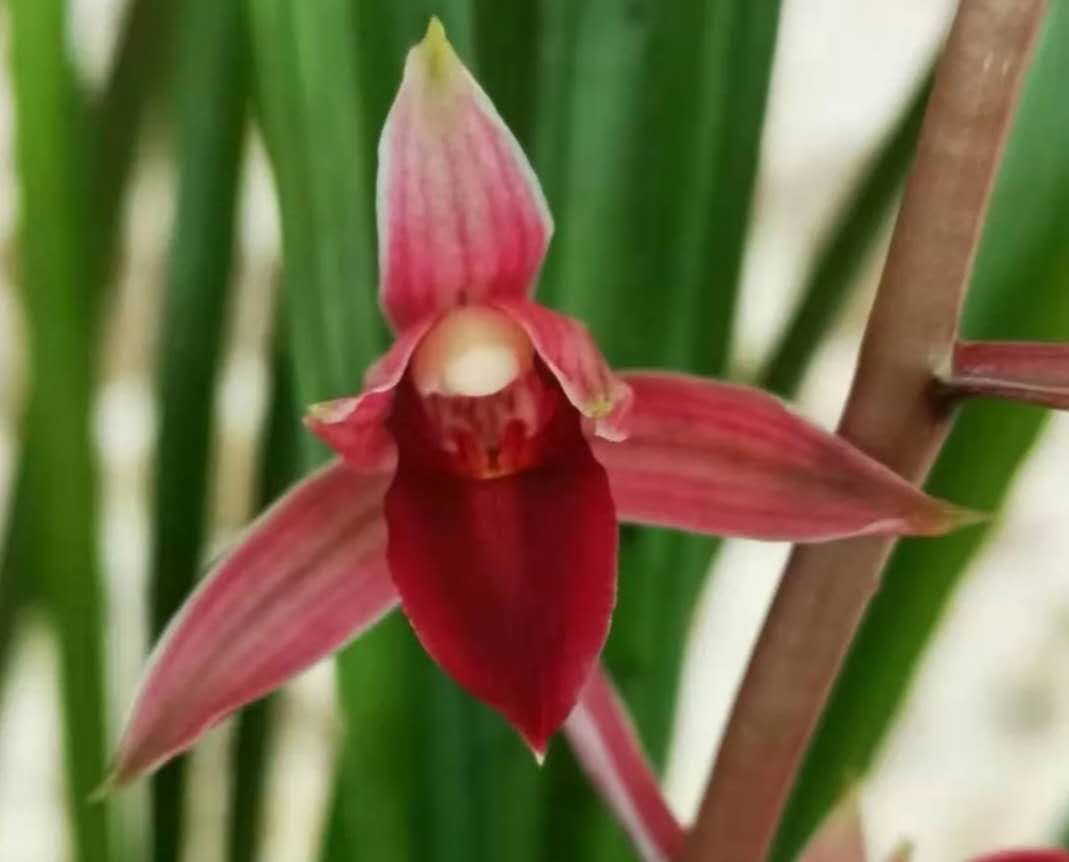 秋芝是什么样的兰花,秋芝兰花为什么这么贵