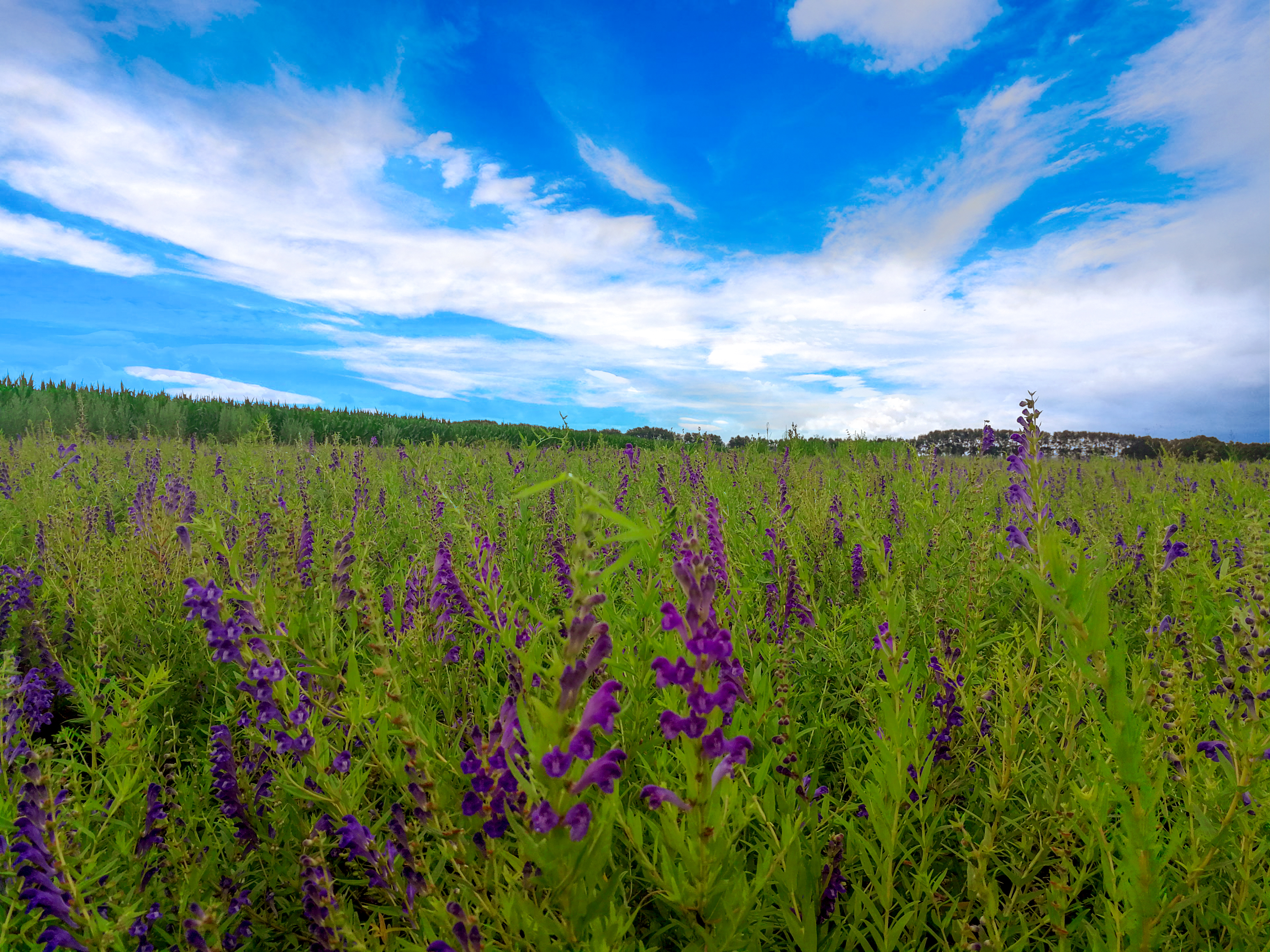 哪里有黄芩种植基地,甘肃黄芩种植基地
