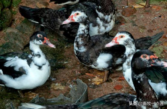 怎样检测公狗精子死活,鸭的人工授精是怎么操作