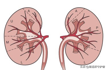 没有一个肾脏还能活吗,如果两个肾都没有了会怎样