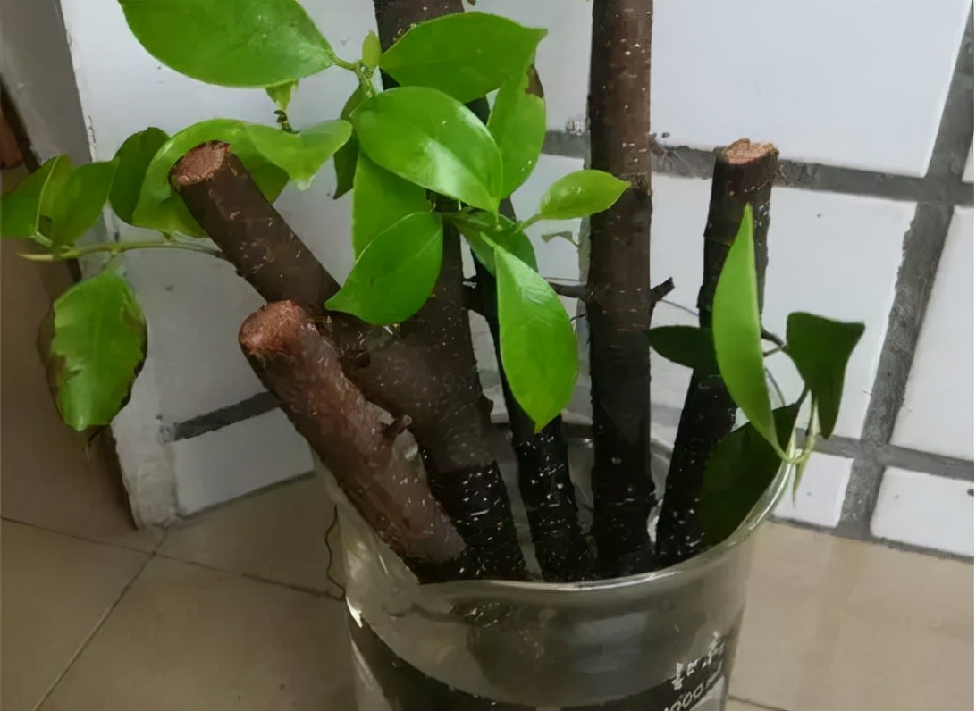 发财树主干一半腐烂变软怎么处理,发财树主干腐烂怎么补救方法