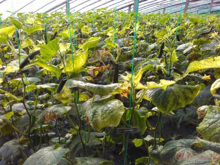 黄瓜受药害瓜打顶了怎么办,黄瓜病害图谱和防治黄瓜药害