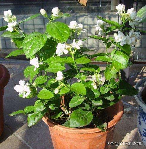 出门不在家怎么给家里的花浇水,出远门再也不用担心你会不会生病