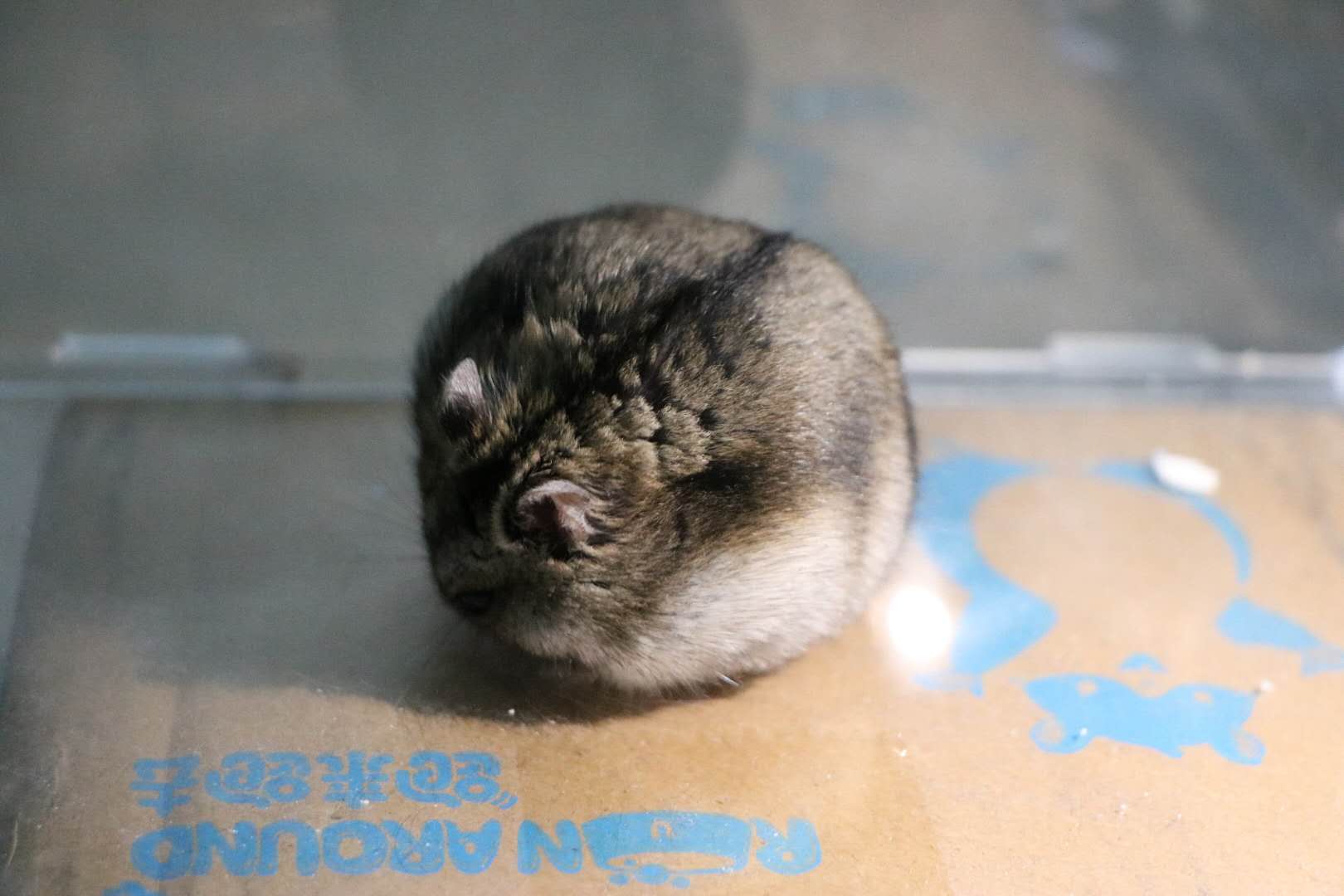 有关仓鼠你不知道的冷知识,给仓鼠乱吃东西仓鼠的异常表现