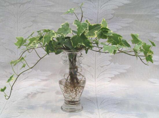 水培常春藤方法和注意事项有哪些,常春藤土培转水培怎么种