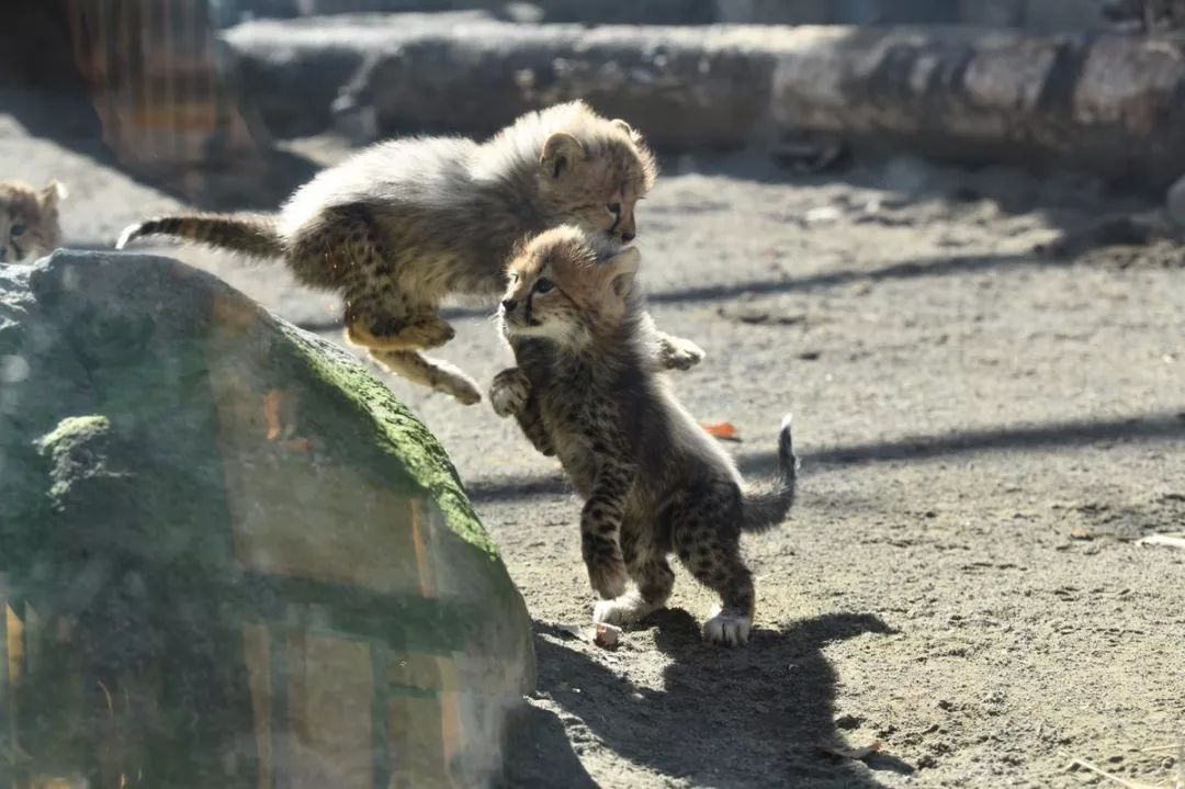 小幼崽靠在妈妈傍边偷偷哭,小崽崽趴在母亲怀里撒娇
