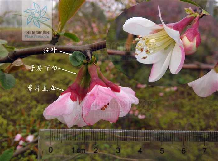 桃花杏花梨花海棠,桃花海棠梨花樱花的区别