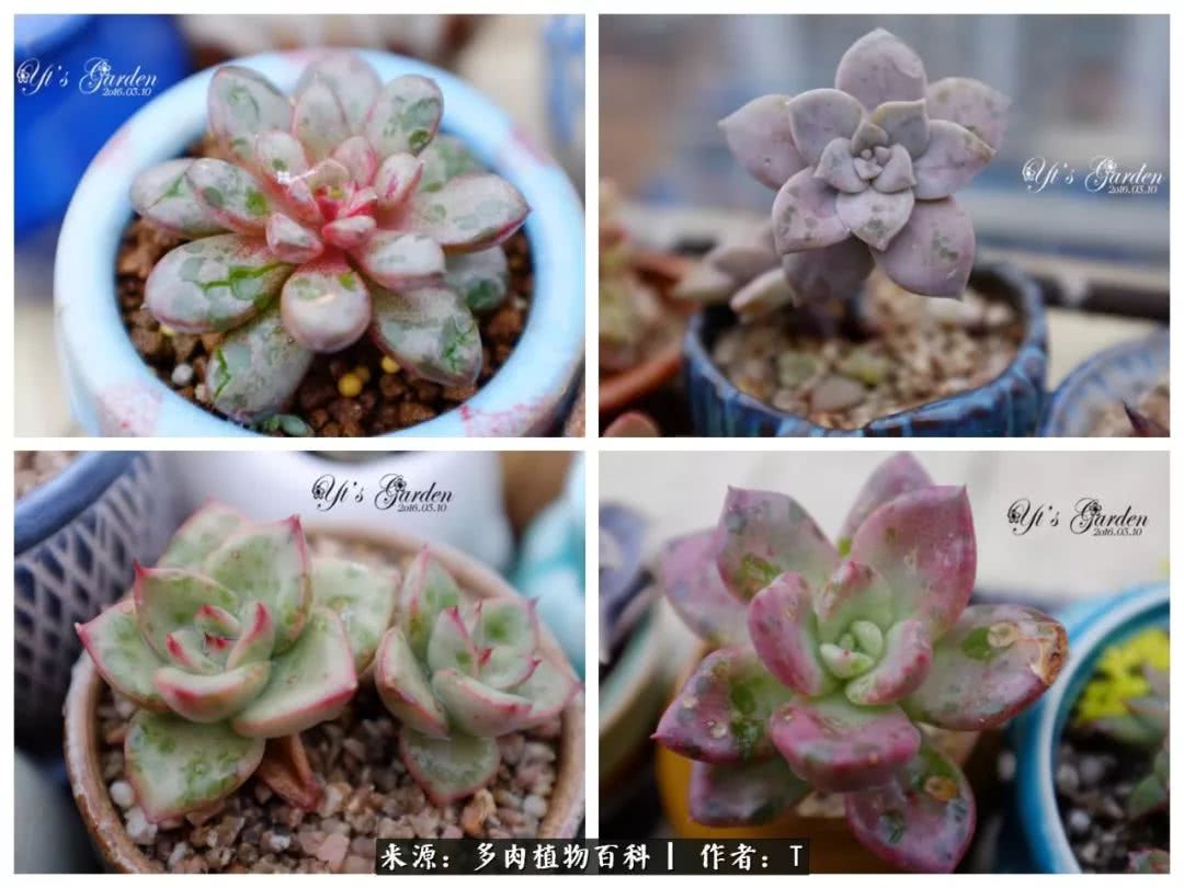 多肉还可以这样玩(上):八年养肉路剪影!