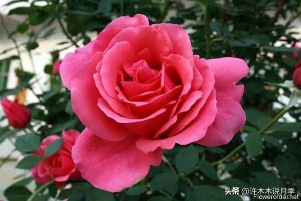 20款大花浓香的月季,好看好养四季开花的月季