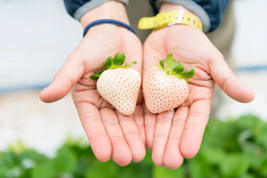 800元一斤的草莓,一斤草莓9.9