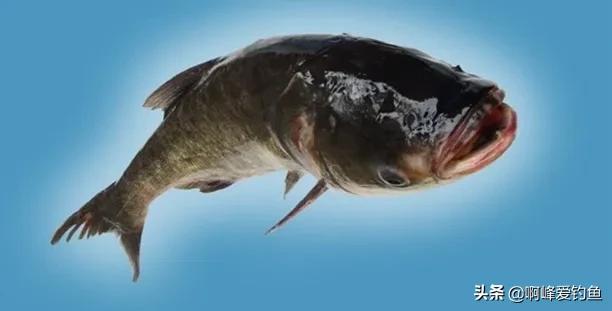 鲢鳙到底怎么钓才能钓得多,鲢鳙怎么才好钓