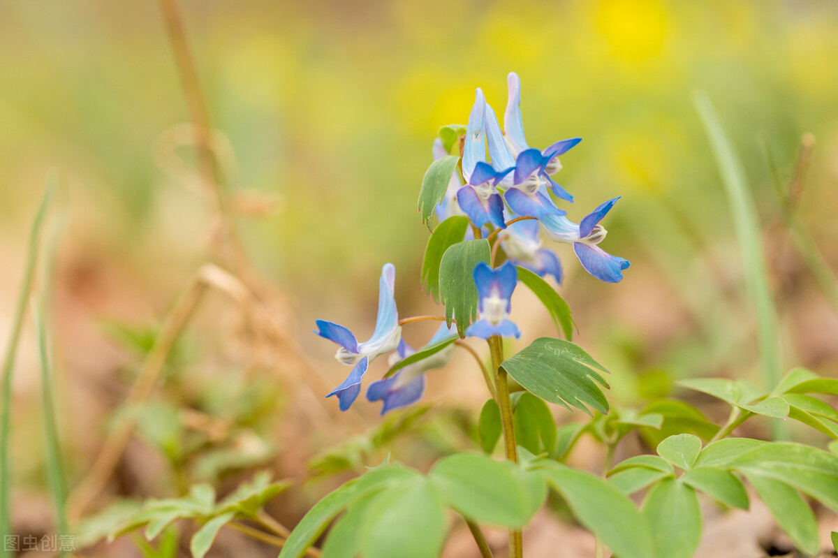 什么草药可以散乳腺结节,什么草药能散乳腺结节