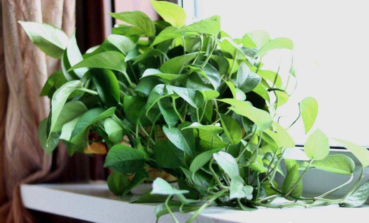 种植绿萝的过程与生长变化,绿萝如何种植更为好养