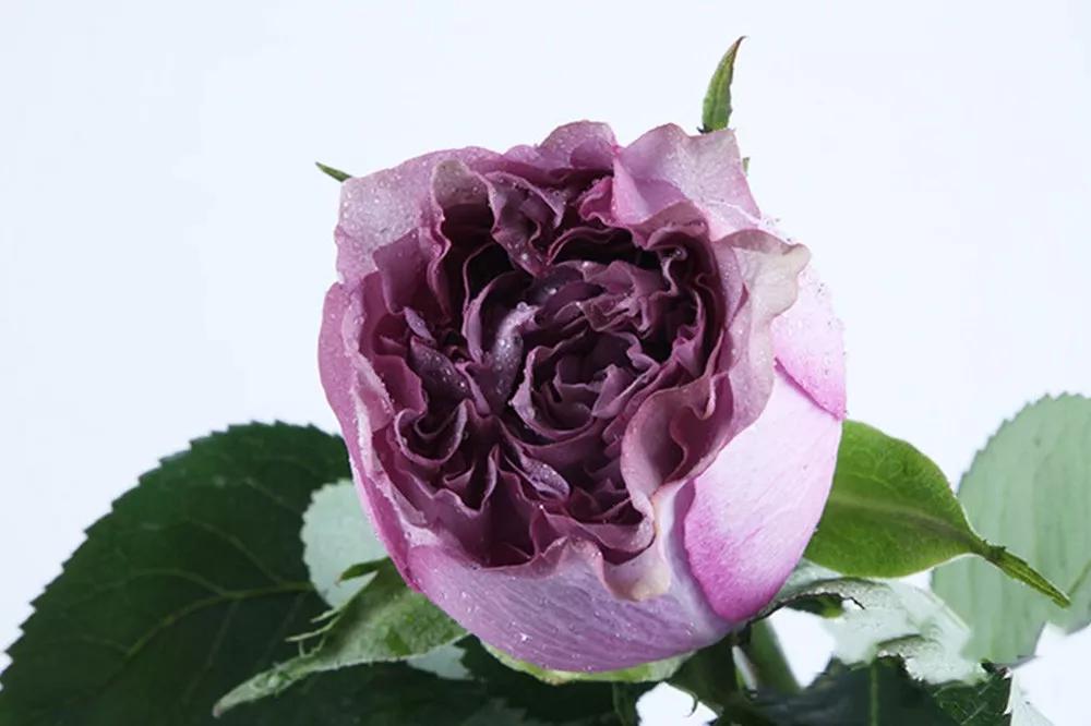 花店必备的5款玫瑰,鲜花图鉴一次性认识30种玫瑰花