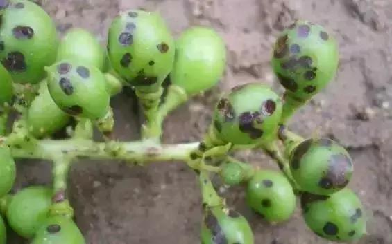 葡萄全年用药一览表2020,葡萄花后病害治疗方法