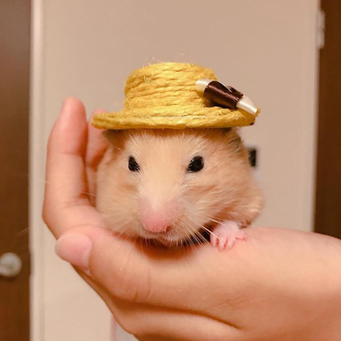 仓鼠缺点,仓鼠的缺点有什么