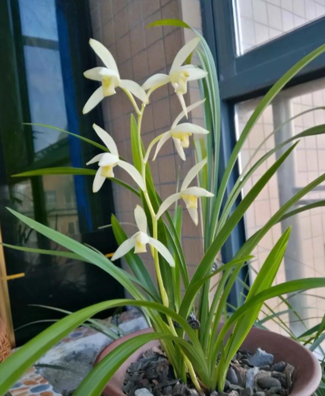 好看又好养的兰花有哪几种,推荐几款香味最好而且好养的兰花