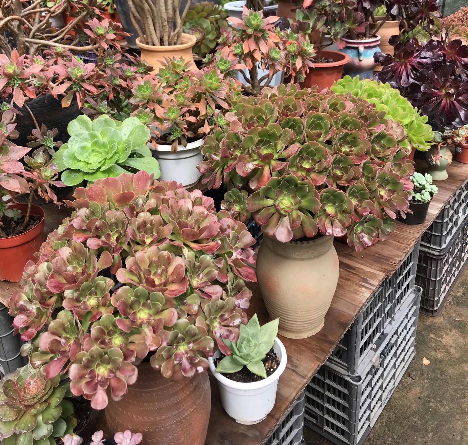 多肉叶片干瘪掉落怎么回事,多肉叶片长出一圈多肉该怎么办