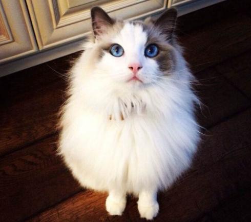 10种最便宜的猫,夏尔特猫市场价