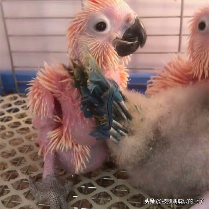 市面上的鹦鹉蛋是真是假,金刚鹦鹉蛋从哪里搞过来