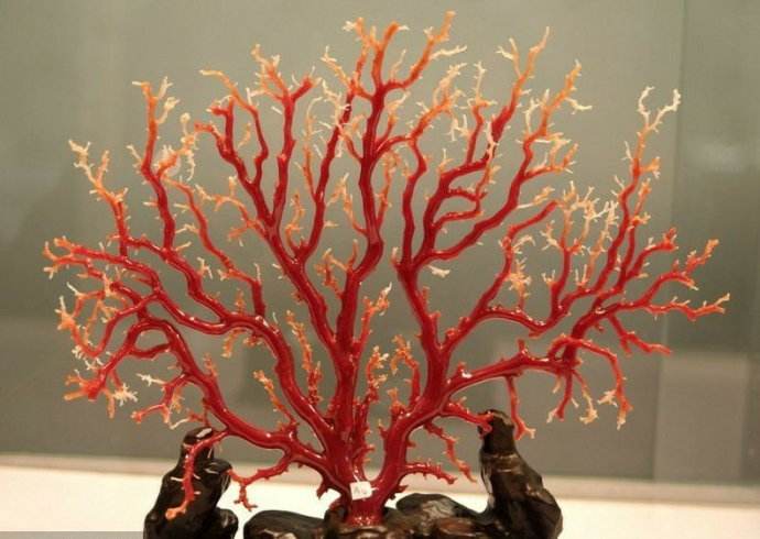 这10种文玩都是违禁品最好别碰,这5种文玩核桃千万不要买