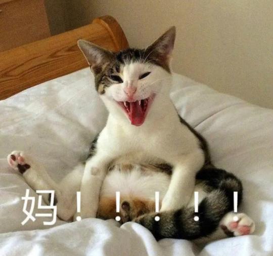 猫耳螨导致耳朵溃烂,猫咪耳螨引起耳血肿怎么办