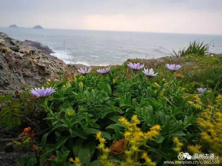 鹿西岛白龙屿旅游攻略,鹿西岛白龙屿日出