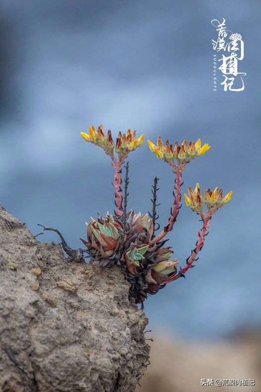 美国加州海岸仙女杯,美国仙女杯