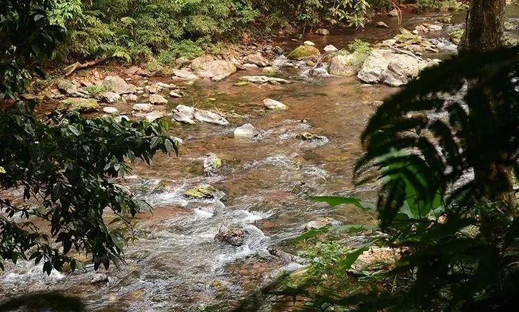 新生代黑马之百花潭！汤香蕴郁百花香，世外桃源的茶，一喝就沉醉
