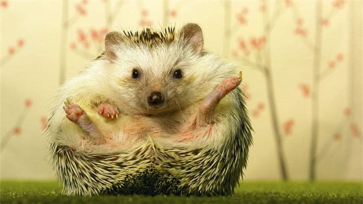 非洲迷你刺猬眼睛疾病,刺猬的症状