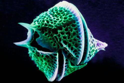 哺乳动物生命系统结构层次,为什么哺乳动物是卵生