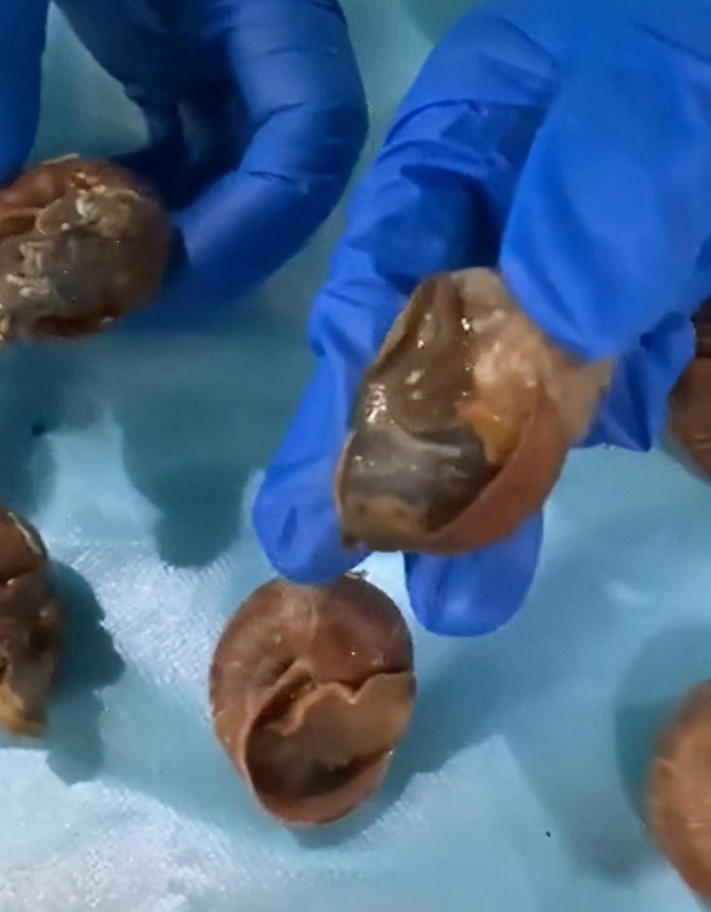 7月1日，海关通报截获29只寄往北京的活体盖罩大蜗牛！危害有多大