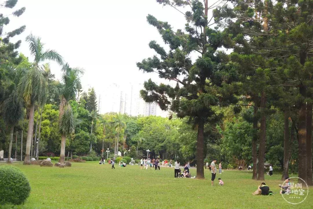 深圳5月哪里有花海看,深圳五一哪里可以看花海