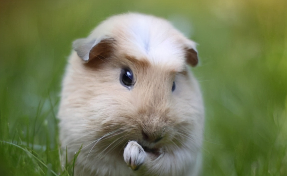 想不想养只猫,荷兰猪宠物怎么养