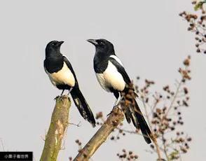 鸟屎落头有什么说法吗,雀屎掉在头上预示什么