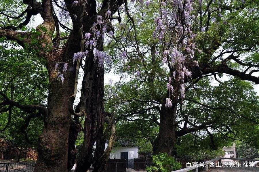 苏州西山免费打卡,苏州西山区网红打卡圣地图片