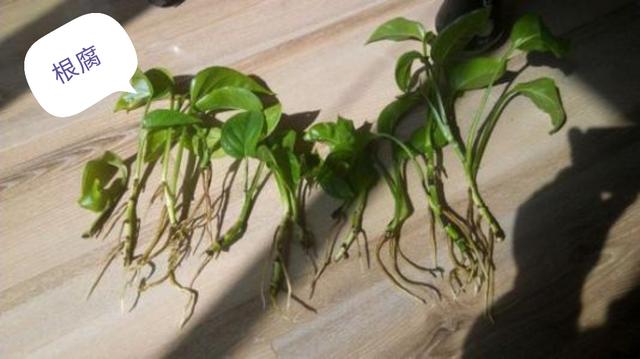 绿萝净化养殖方法有哪些,懒人吸水绿萝栽培方法