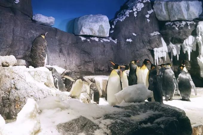 不一样的大阪三日游,瑠璃一束光,值得一来再来