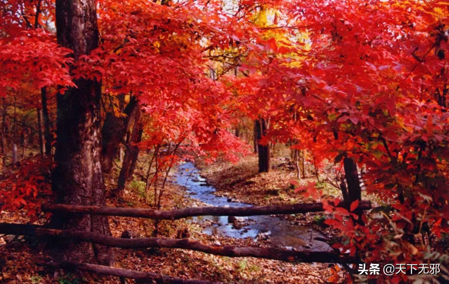 中国科学家对李政道的评价,中国科学史李申书评