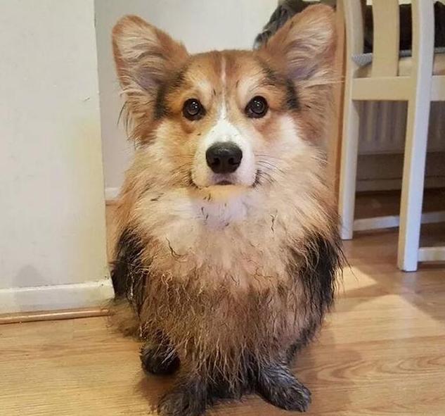 柯基犬的优点和缺点,威尔士柯基犬缺点