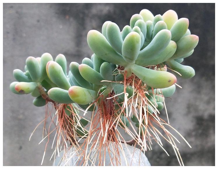 浇水过多死的植物,最容易浇死的6种花