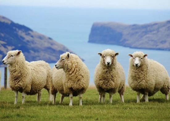 澳洲奶粉是真是假,澳洲最好的奶