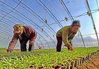 本溪农产品种植方法,本溪市明山区2024年赚钱项目