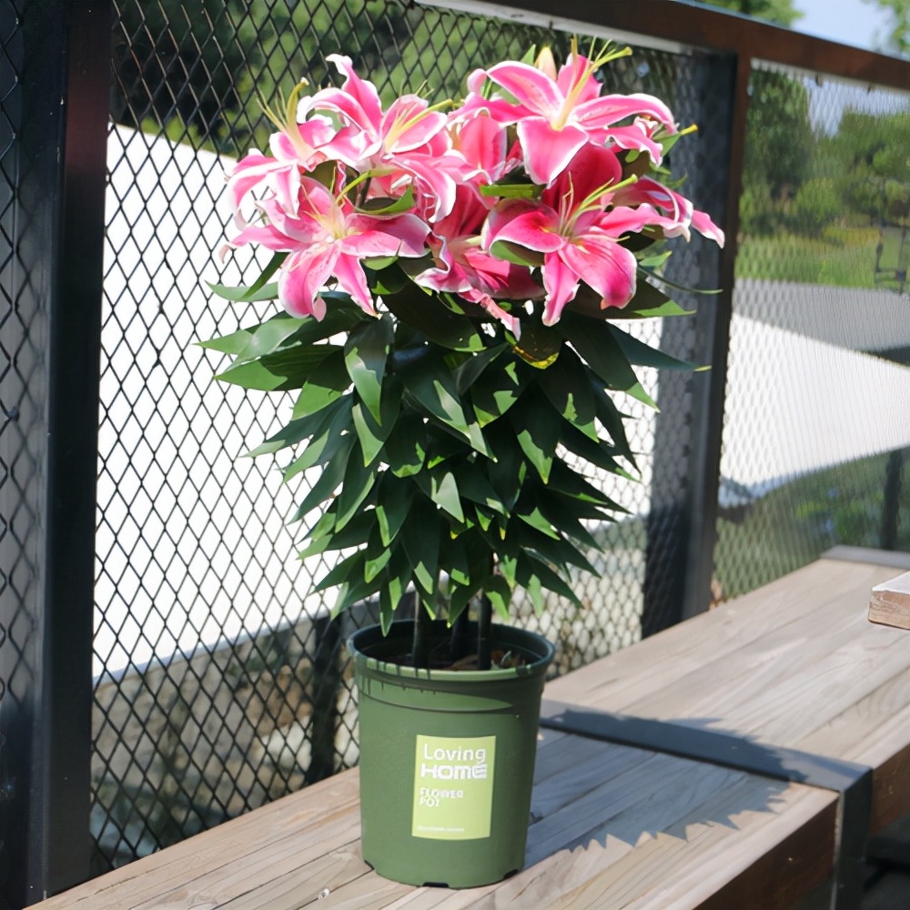 好看又好养的盆花,人养花也养人