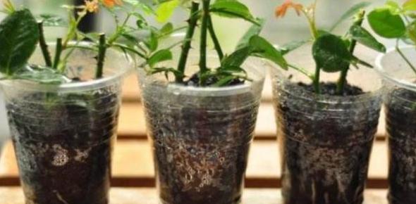 垃圾养花的方法视频,垃圾发酵养花方法