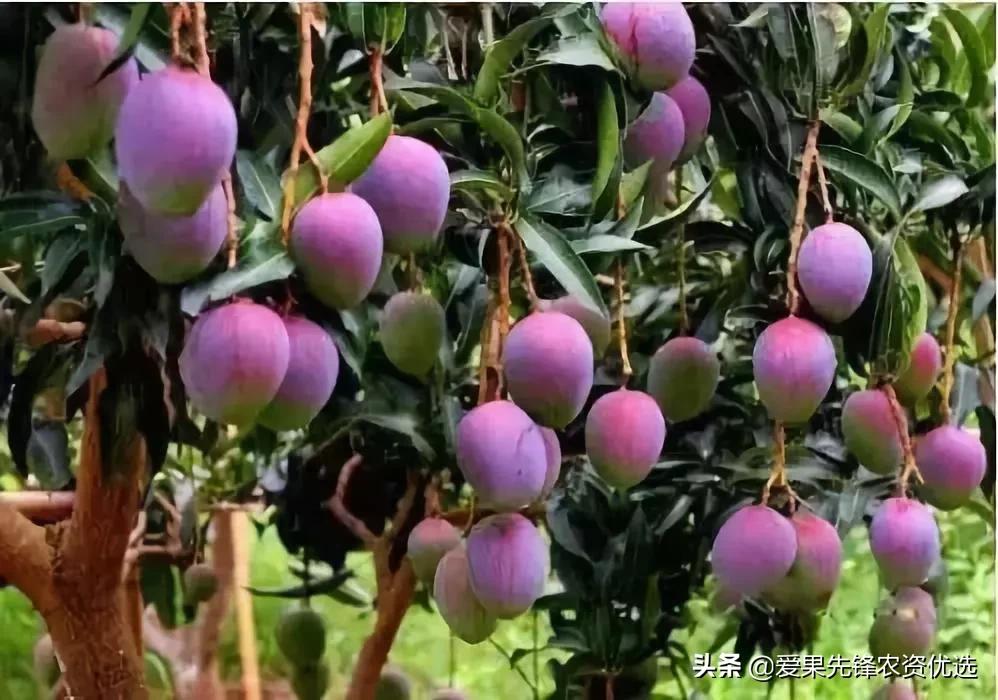 有前景的芒果品种名字大全,长势比较好的芒果品种
