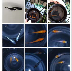 小时候的稻田鱼,小时候稻田里很小的鱼