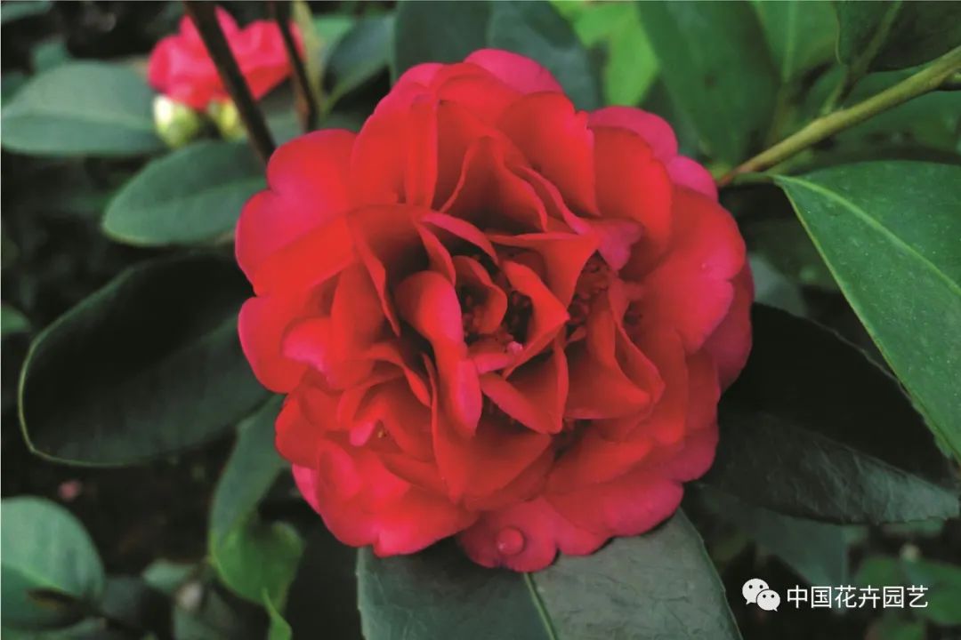 新品种选种的必经之路,加紧培育新品种有哪些