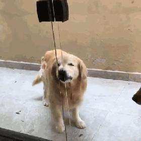 第1次想养纯种狗应该怎么挑,纯种狗和不纯种哪个好养